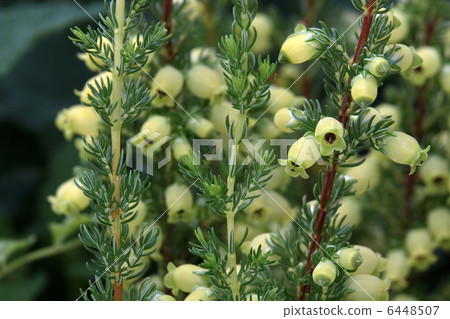 Erika Brand Foria 6448507