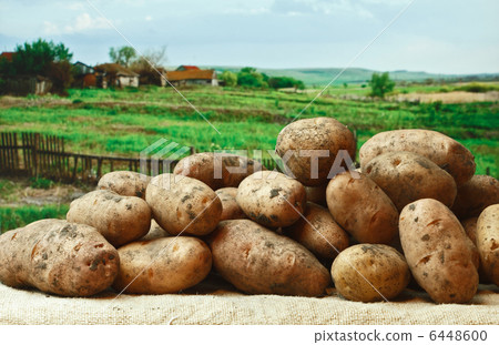 bunch of potatoes on the background of rural areas 6448600