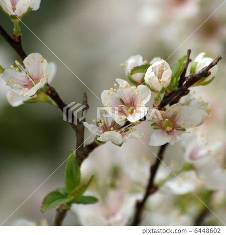 Club Apple Club Apple 6448602