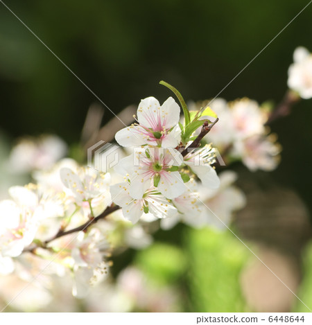 Apple Apple俱樂部 Apple Apple俱樂部 6448644