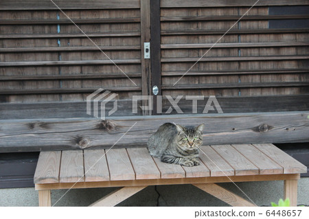 貓在度假 6448657