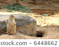 Prairie dog. 6448662