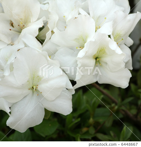 Azalea Azalea 6448667