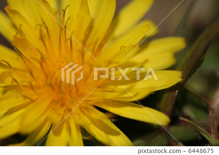  蒲公英 6448675