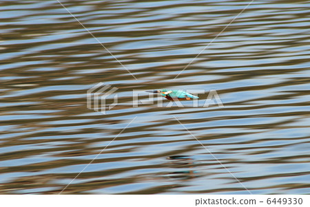 Kingfisher's water surface flight Kingfisher's water surface flight 6449330