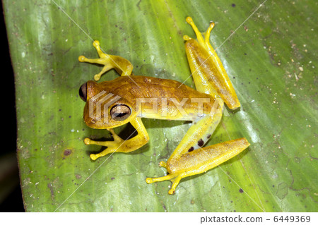 Gunthers Banded Treefrog (Hypsiboas fasciatus) Gunthers Banded Treefrog (Hypsiboas fasciatus) 6449369