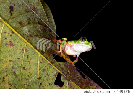 Barred monkey frog (Phyllomedusa tomopterna) 6449376