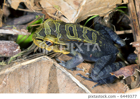 A juvenile Knudsens Bullfrog (Leptodactylus knudseni) A juvenile Knudsens Bullfrog (Leptodactylus knudseni) 6449377