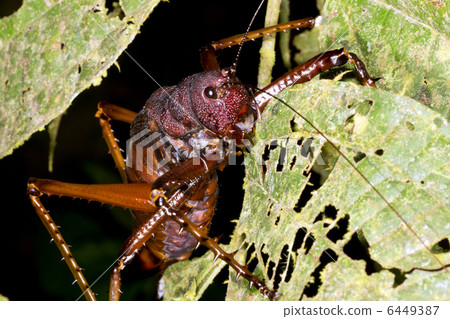 A very large and spiny bush cricket A very large and spiny bush cricket 6449387