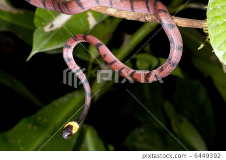 Amazon Flat Snake (Siphlophis compressus) Amazon Flat Snake (Siphlophis compressus) 6449392