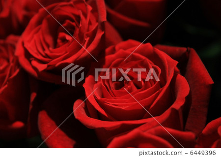 Crimson rose 6449396
