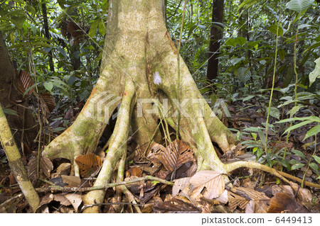 Tree trunk with stilt roots in the Ecuadorian Amazon 6449413