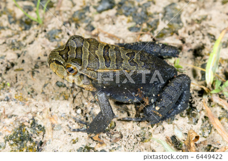 A juvenile Knudsens Bullfrog (Leptodactylus knudseni) A juvenile Knudsens Bullfrog (Leptodactylus knudseni) 6449422