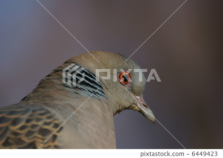 Right behind the pheasant butter 6449423