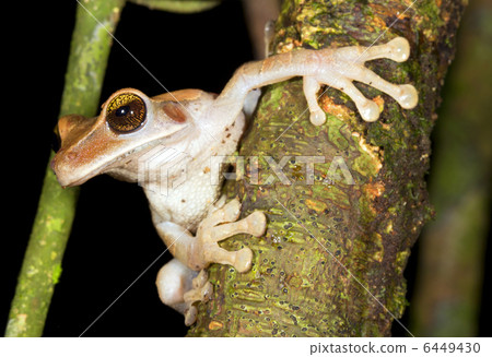 Broad Headed Treefrog (Osteocephalus planiceps) Broad Headed Treefrog (Osteocephalus planiceps) 6449430