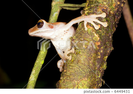 Broad Headed Treefrog (Osteocephalus planiceps) Broad Headed Treefrog (Osteocephalus planiceps) 6449431