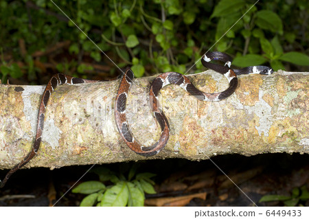 Catesbeys snail-eater (Dipsas catesbeyi) 6449433