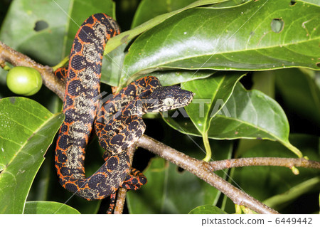 Juvenile Amazon Tree Boa (Corallus hortulanus) Juvenile Amazon Tree Boa (Corallus hortulanus) 6449442