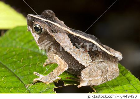 Common Forest Toad (Rhinella margaritifer) 6449450