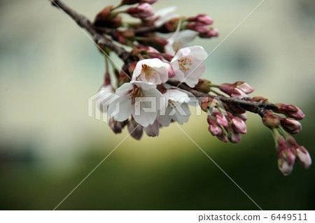 Cherry Blossoms	 6449511