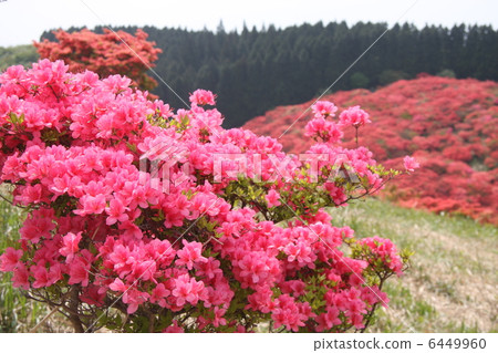 Katsuragiyama Azalea 6449960