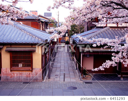 石柵欄胡同和櫻花 6451293