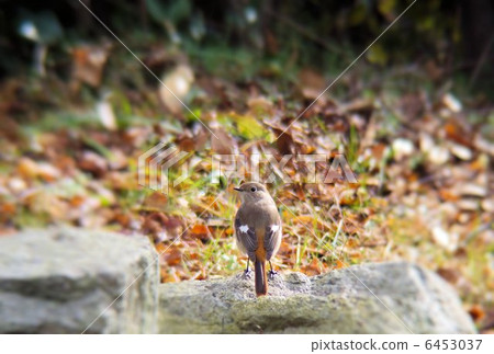 The squirrel bird (female) 6453037