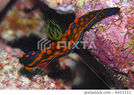 Nuushi Nuushi 6453331