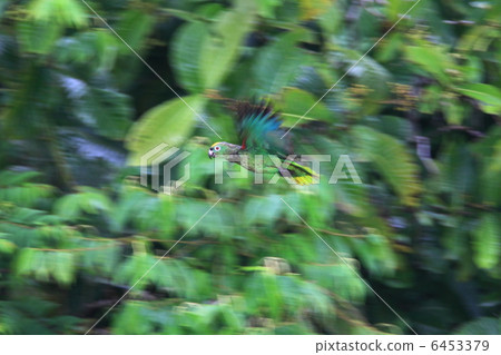 Millet thai boy sawyco Millet thai boy sawyco 6453379