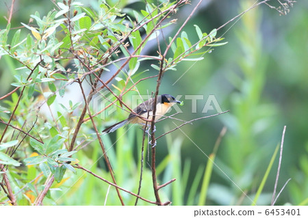 Mizube Beetle 6453401