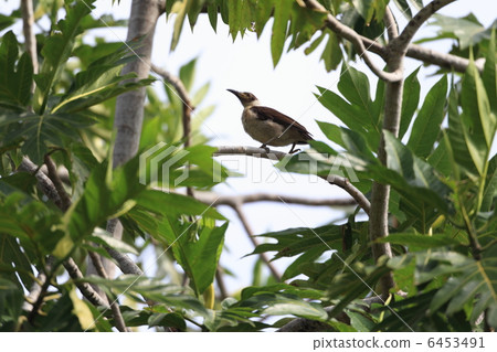 白領禿Honeyeaters 白領禿Honeyeaters 6453491