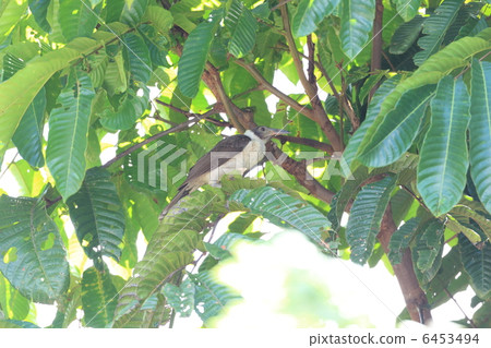 白領禿Honeyeaters 白領禿Honeyeaters 6453494