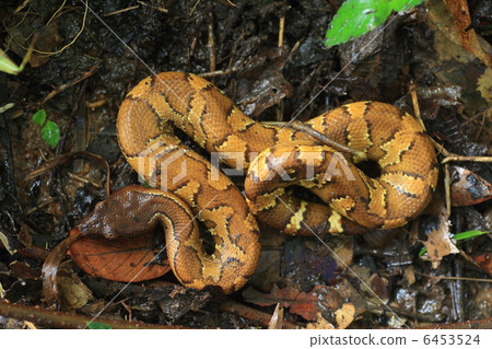 New Guinea Grand Boa 6453524