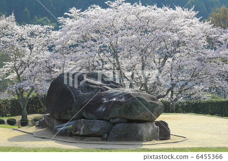 Stone stage Tumulus and cherry blossoms 6455366