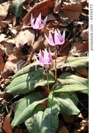 Miscellaneous forest with bamboo blossoms 6456473