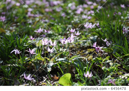 Miscellaneous forest with bamboo blossoms 6456478