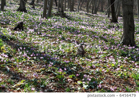 Miscellaneous forest with bamboo blossoms 6456479