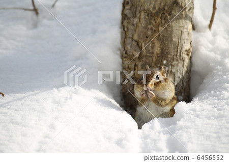 Chipmunk 6456552