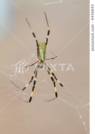 Nephila spider Nephila spider 6456643