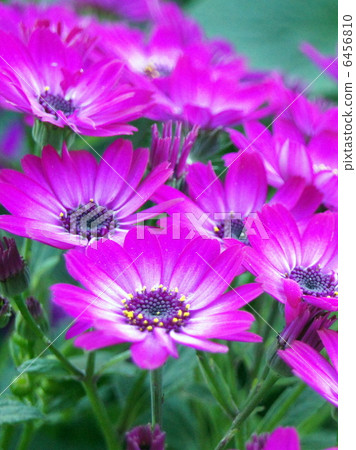 Cineraria（深粉色） 6456810
