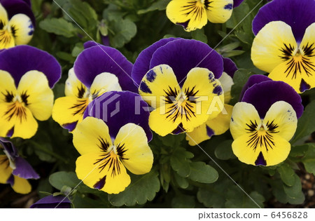 Pansy, Viola 6456828