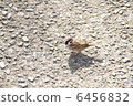 Sparrow on asphalt 6456832
