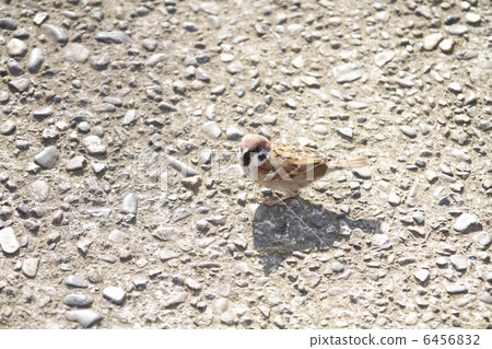 Sparrow on asphalt 6456832