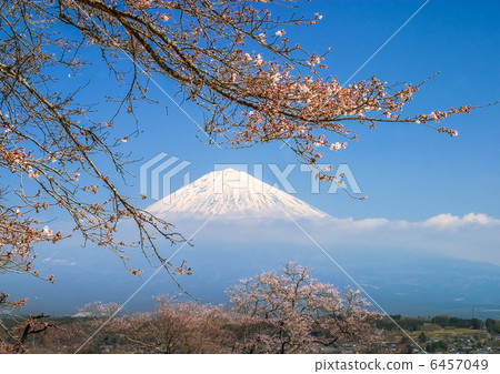 富士和櫻花 6457049