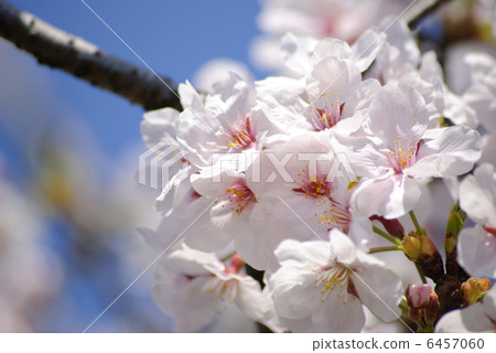 櫻花 6457060