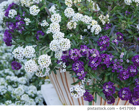 Sweet Allsum (White & Purple) Sweet Allsum (White & Purple) 6457069