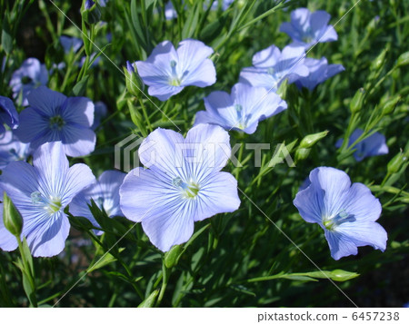 flax flower flax flower 6457238