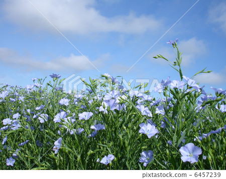 Flower of flax ~ Toward blue sky ~ Flower of flax ~ Toward blue sky ~ 6457239