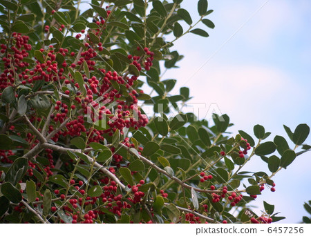 Heirigimo fruit 6457256