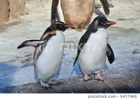 The combination of Iwatobi penguins The combination of Iwatobi penguins 6457468
